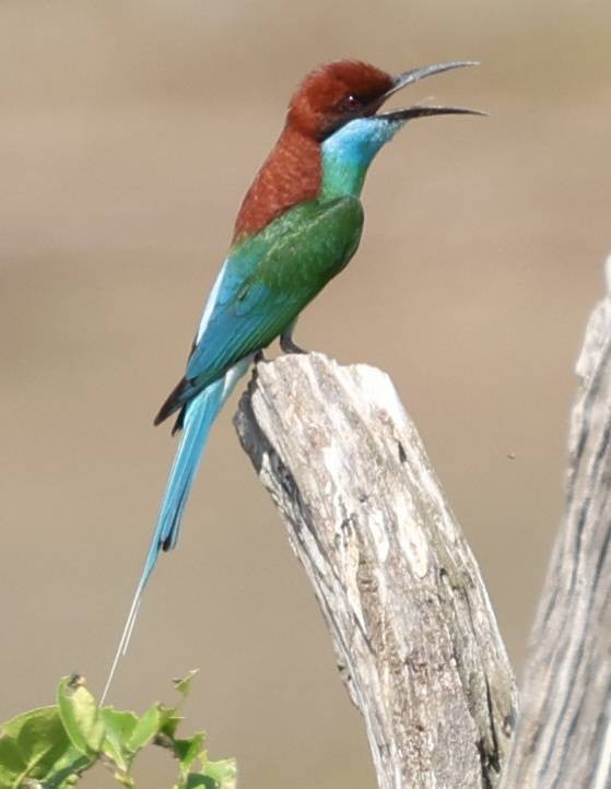 Blue-throated Bee-eater - ML618079420