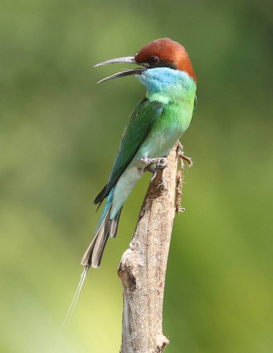 Blue-throated Bee-eater - Napatson Bunnueang