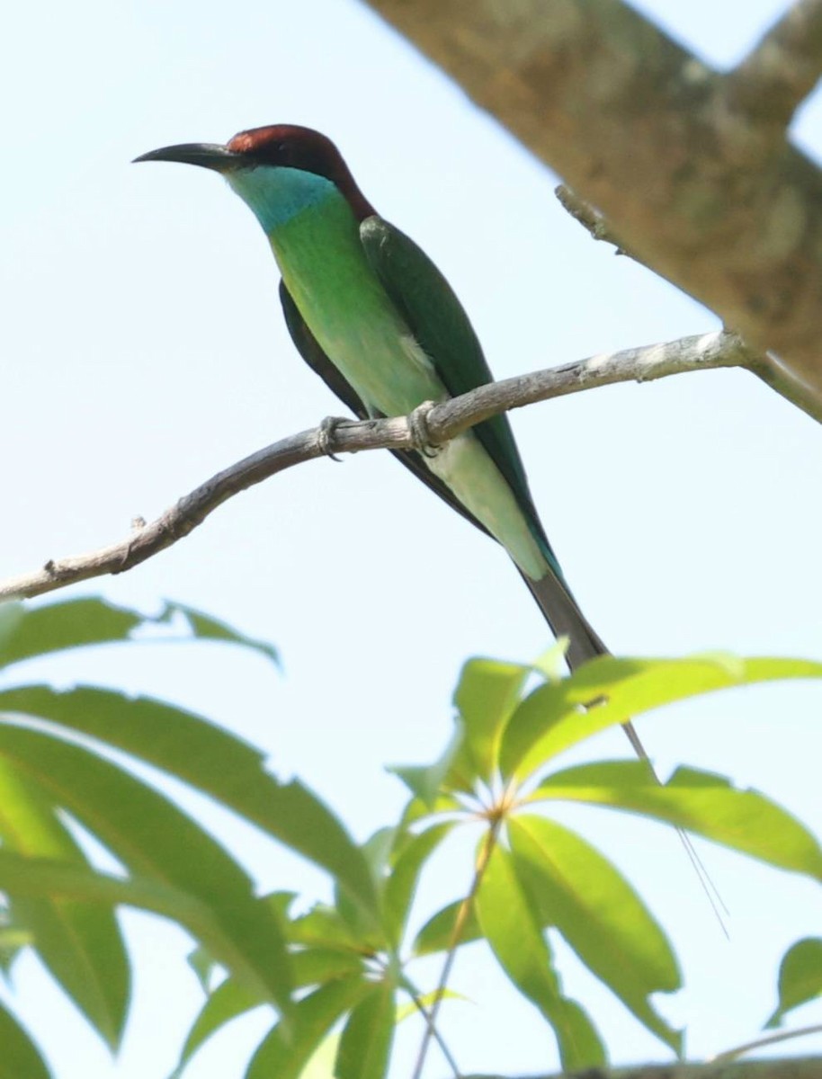 Blue-throated Bee-eater - ML618079422