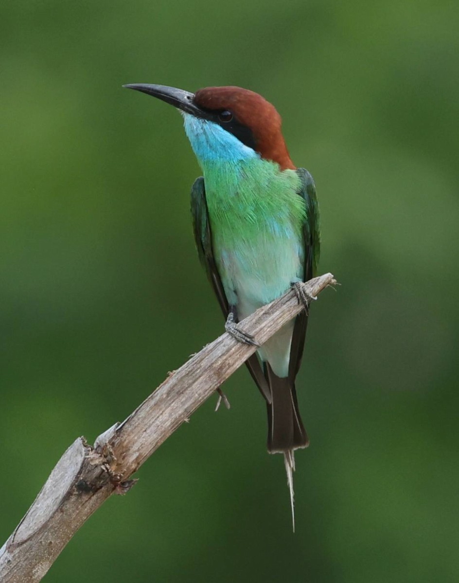 Blue-throated Bee-eater - ML618079423