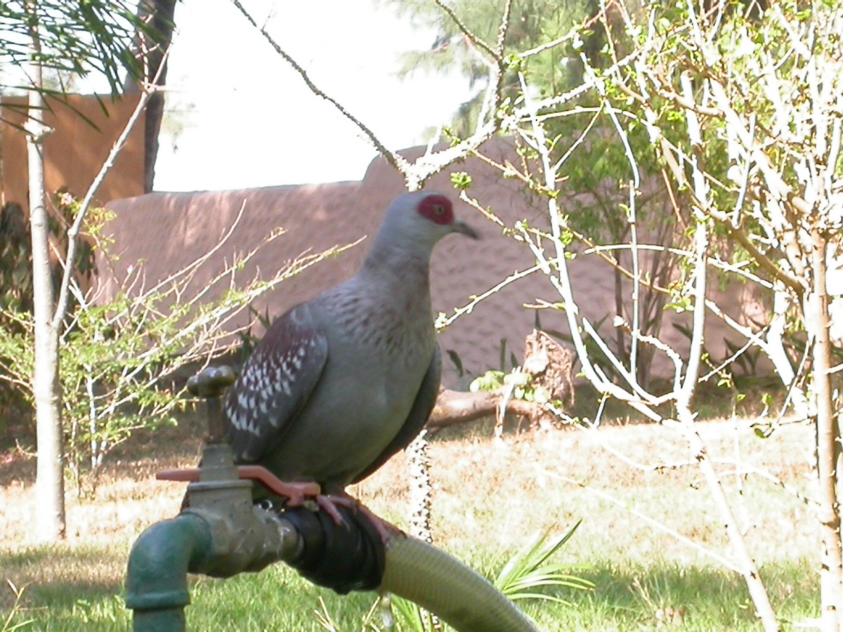 Speckled Pigeon - ML618079425