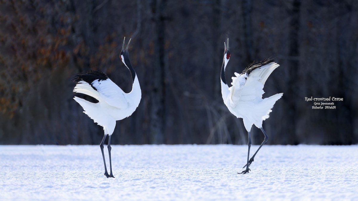 Red-crowned Crane - ML618079432