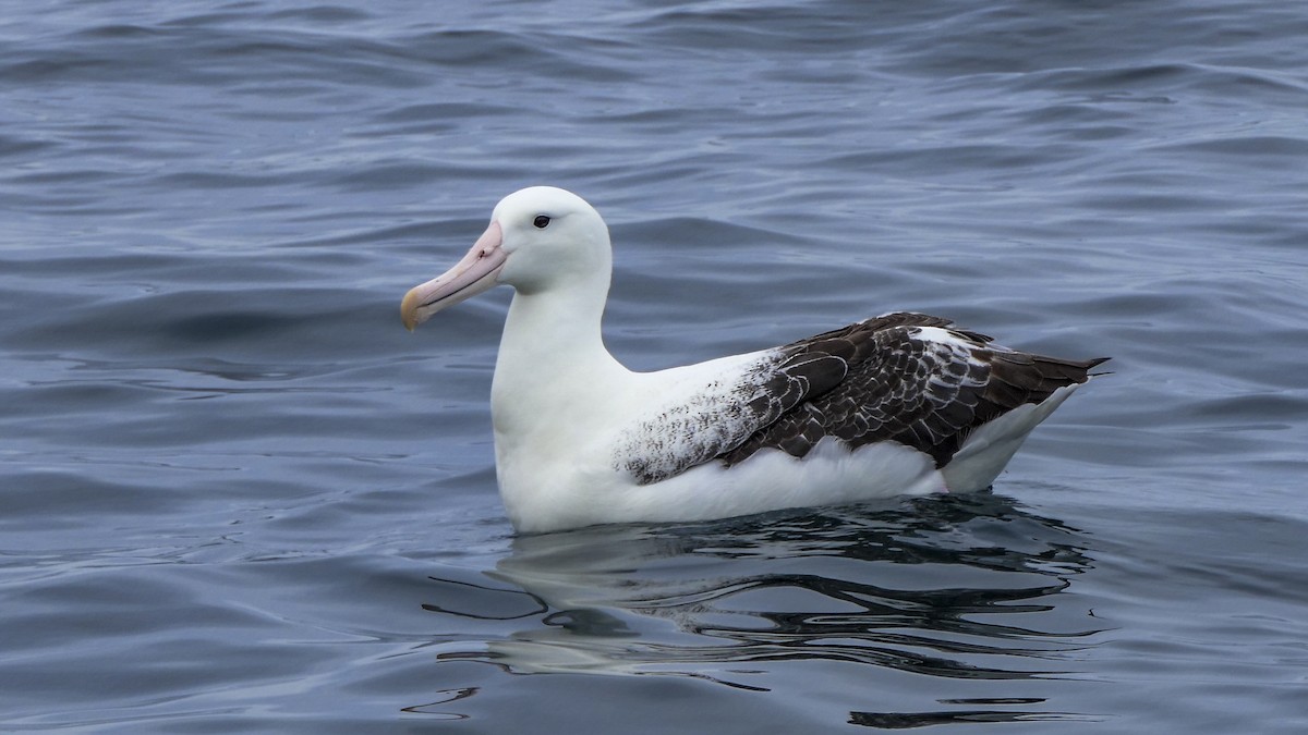 Southern Royal Albatross - Andrew Smith