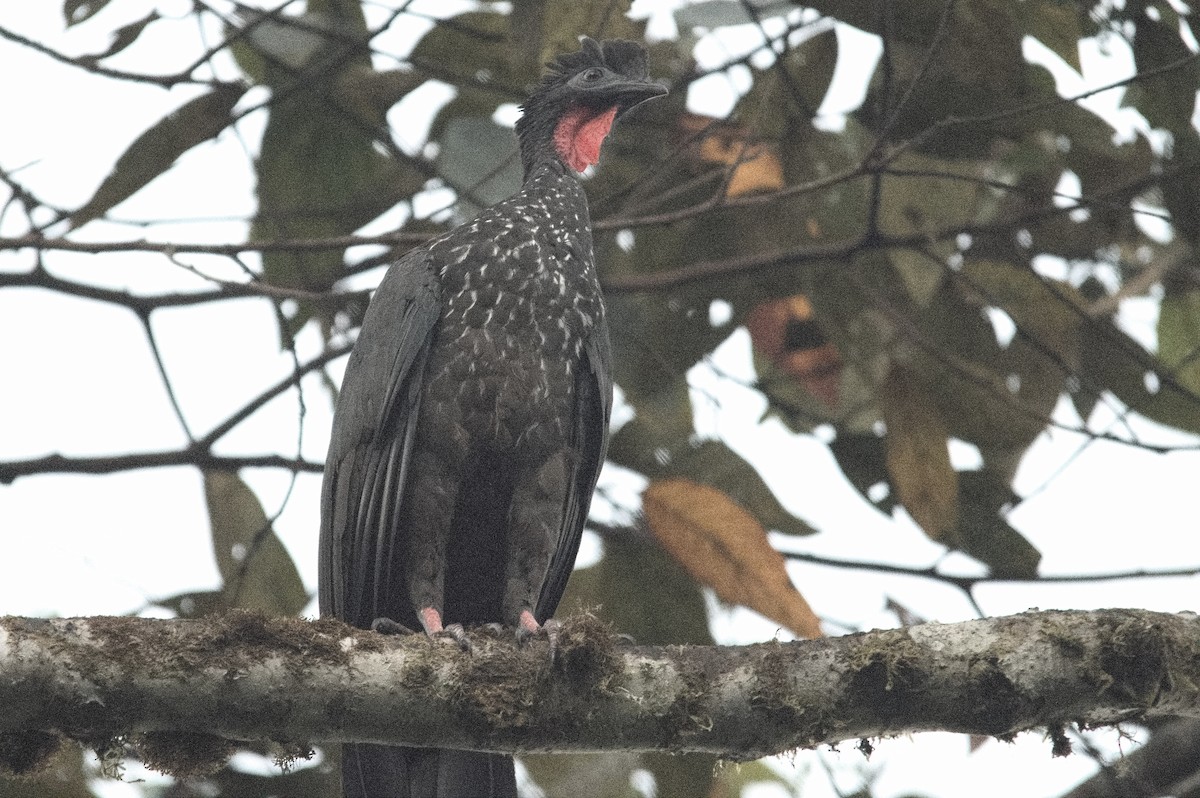 Crested Guan - ML618079454
