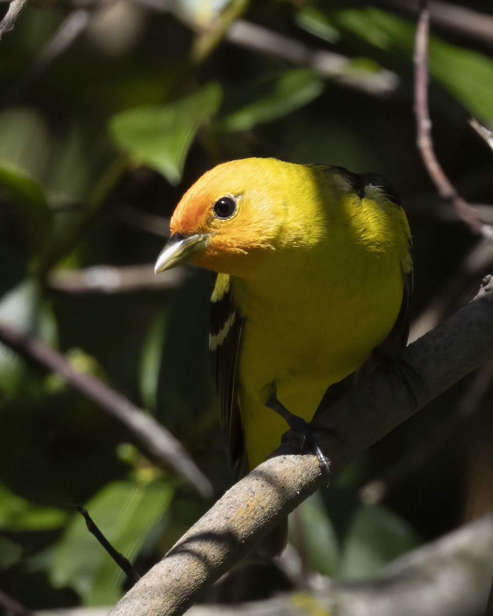 Western Tanager - J Tanner