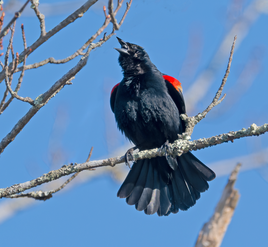 Red-winged Blackbird - ML618079562