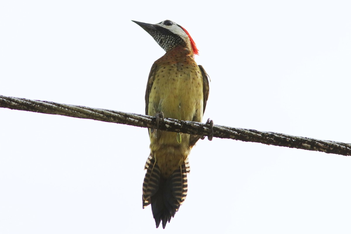Spot-breasted Woodpecker - ML618079581