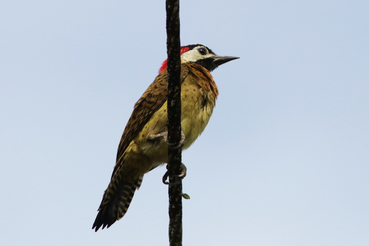 Spot-breasted Woodpecker - Richard Dunn