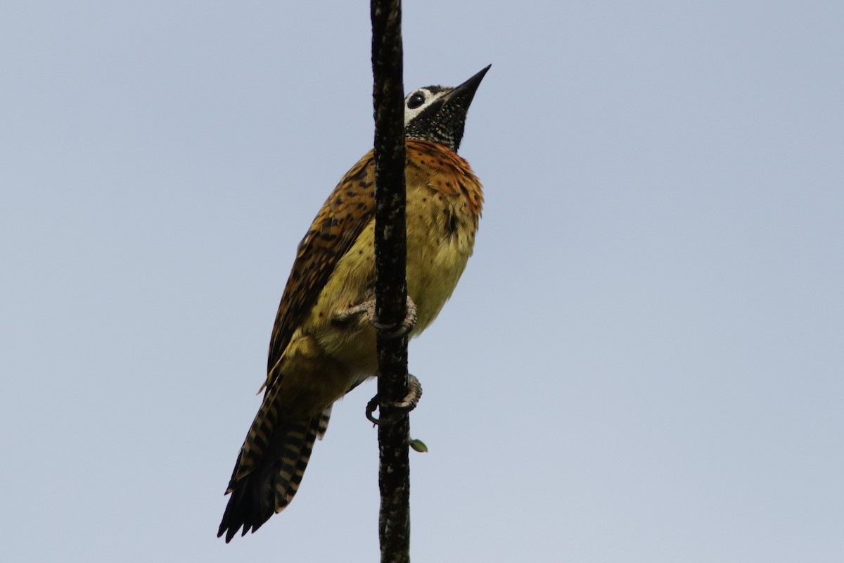 Spot-breasted Woodpecker - ML618079583