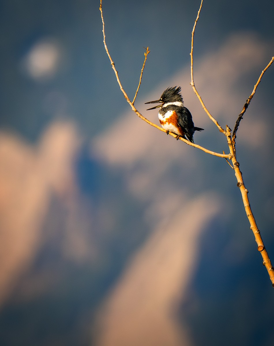 Belted Kingfisher - ML618079590