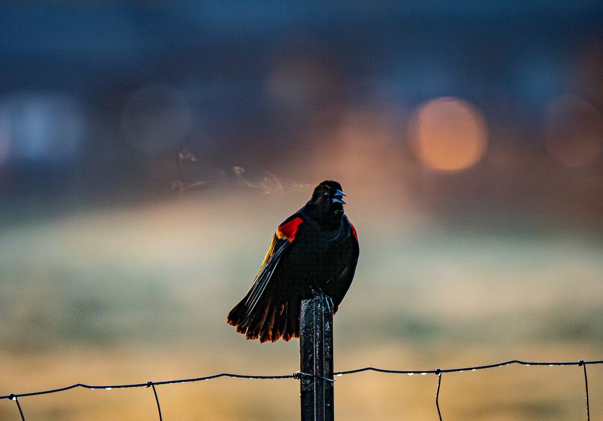 Red-winged Blackbird - James Light