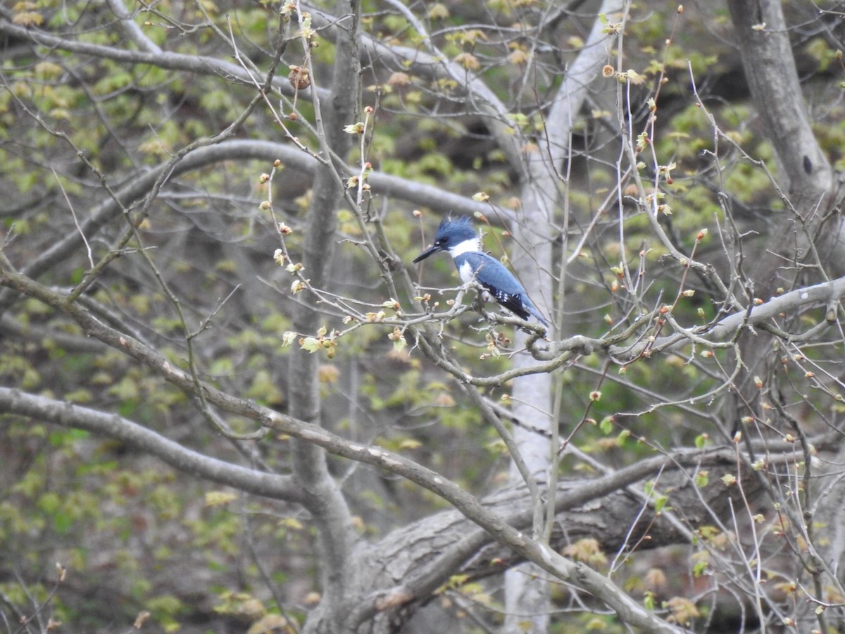 Belted Kingfisher - ML618079756
