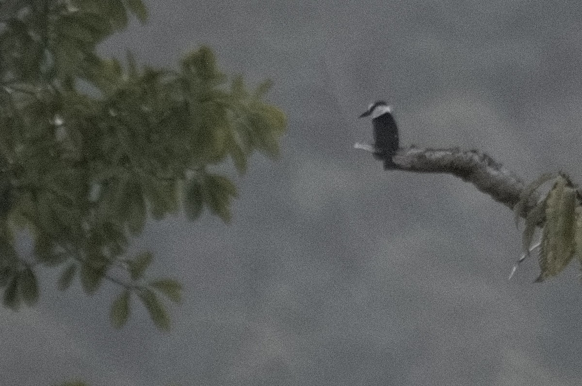 White-necked Puffbird - ML618079768