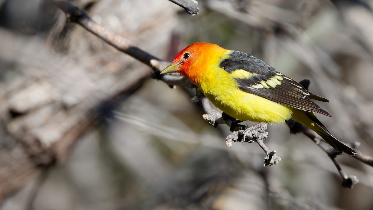 Western Tanager - ML618079804