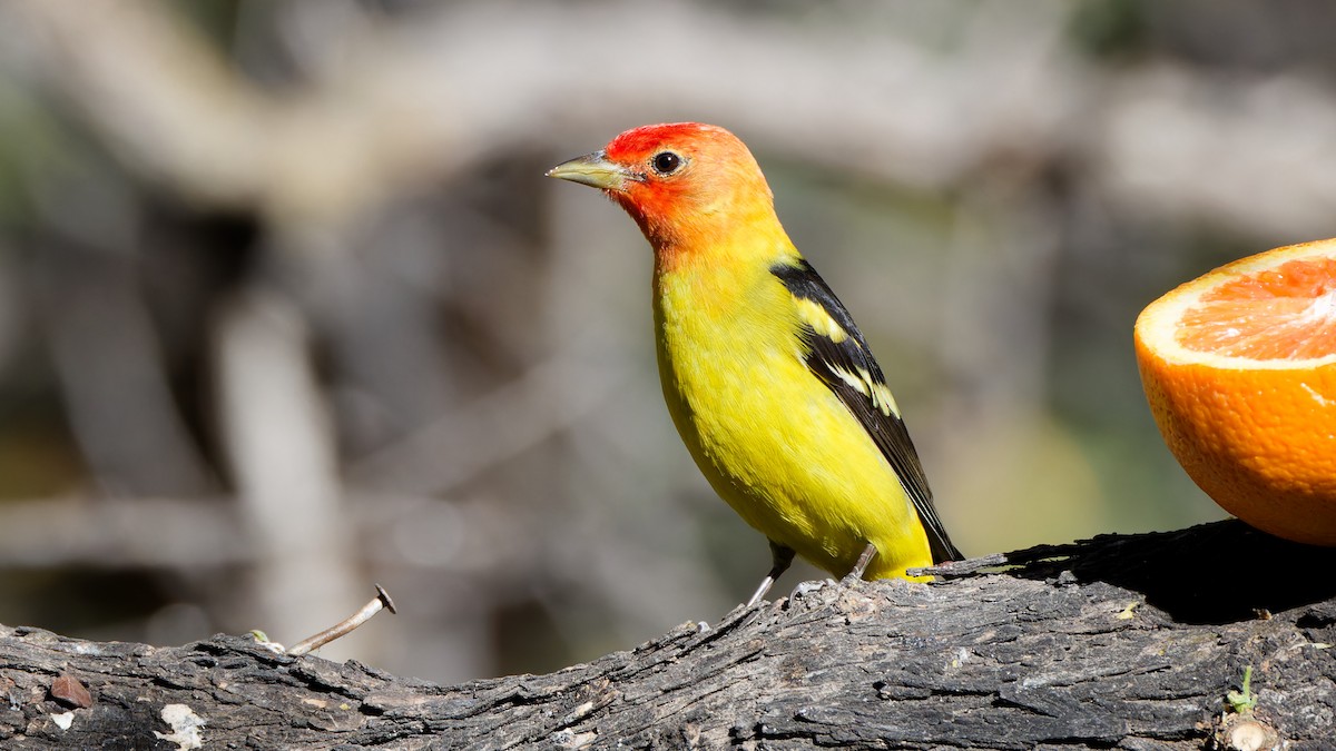 Western Tanager - ML618079807