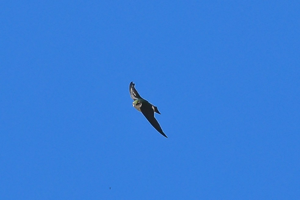 Violet-green Swallow - Lawrence Grennan