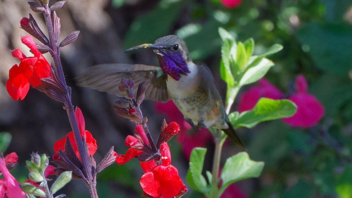 Lucifer Hummingbird - Bob Scheidt