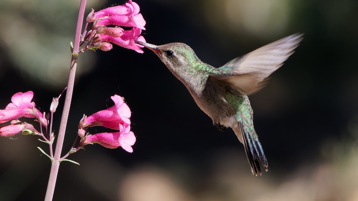 Broad-billed Hummingbird - ML618079869