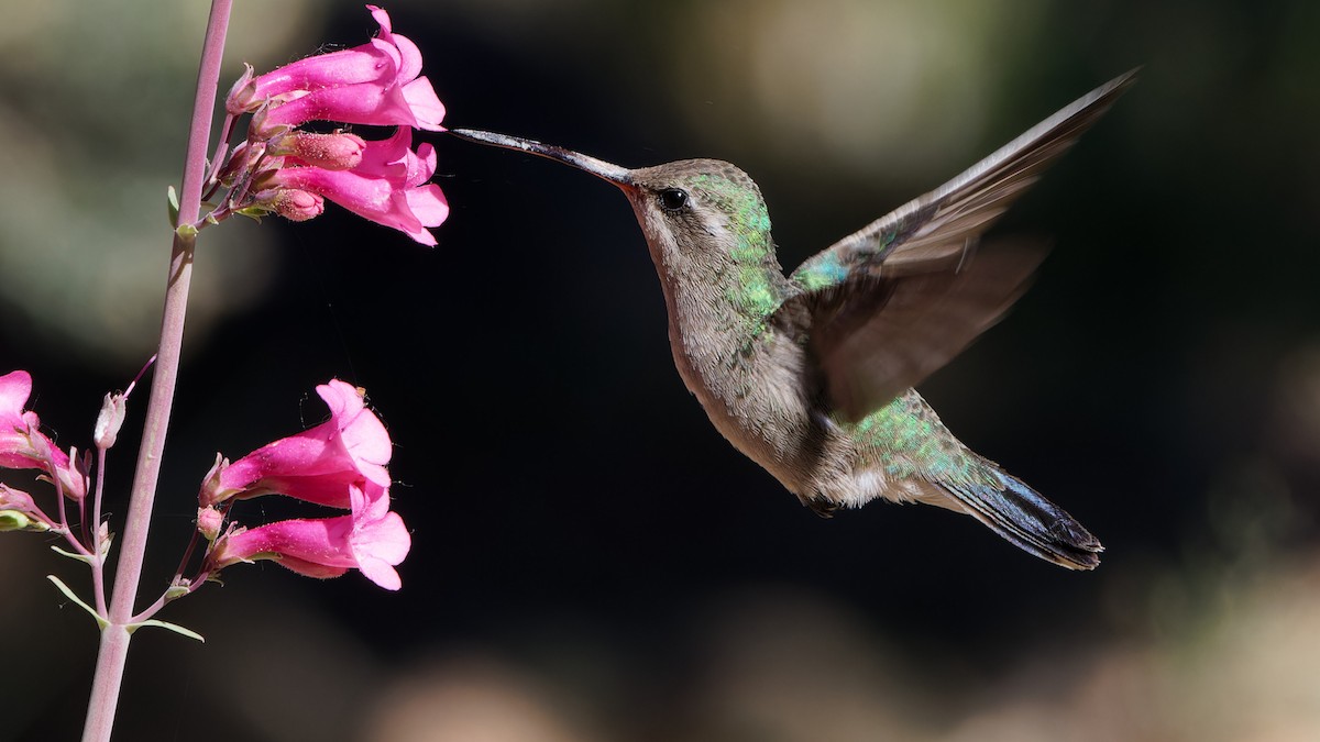 Broad-billed Hummingbird - ML618079870