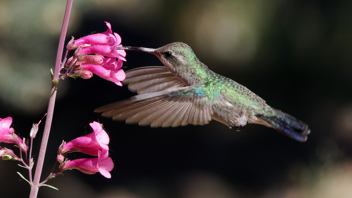 Broad-billed Hummingbird - ML618079877