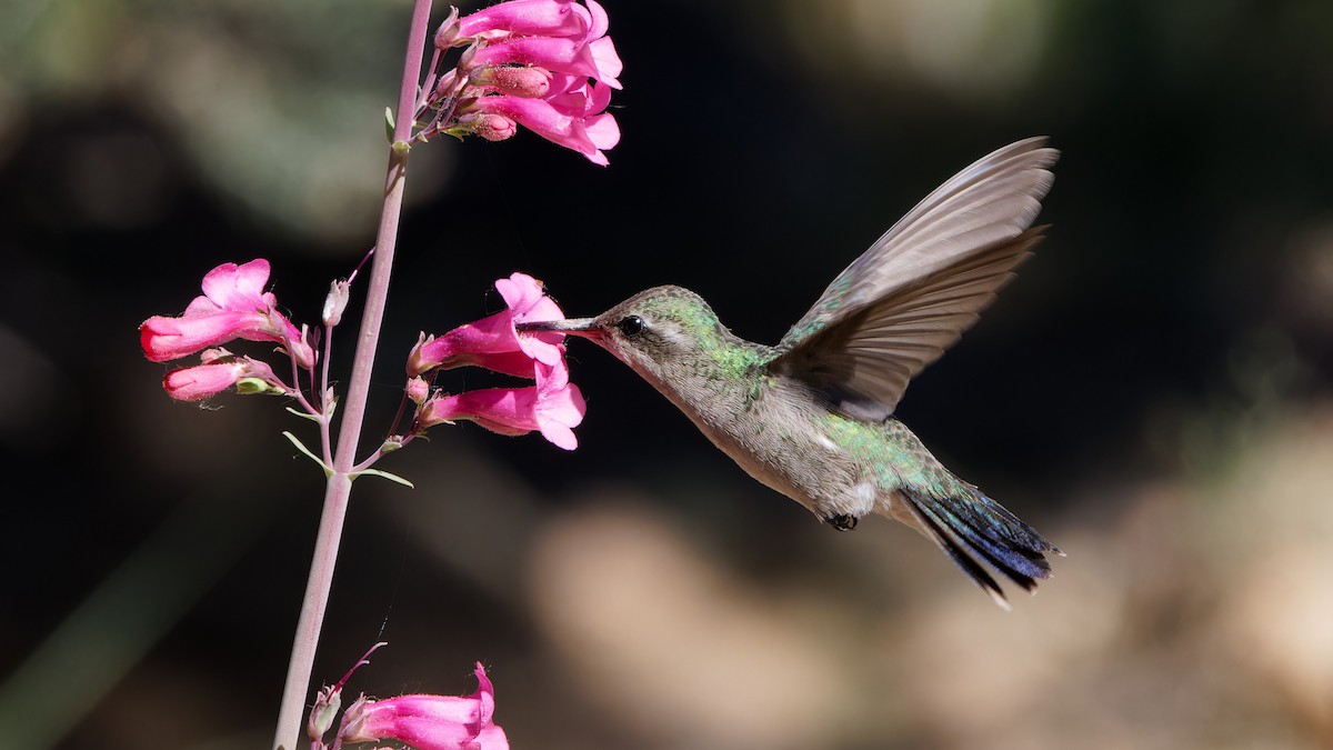 Broad-billed Hummingbird - ML618079880