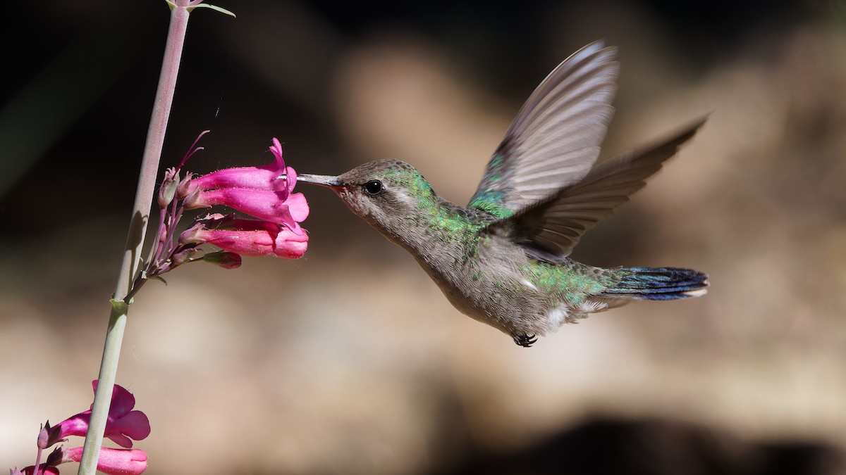 Broad-billed Hummingbird - Bob Scheidt