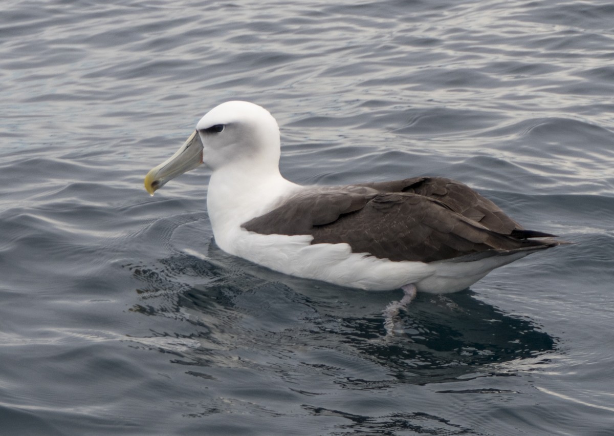 White-capped Albatross - ML618079894