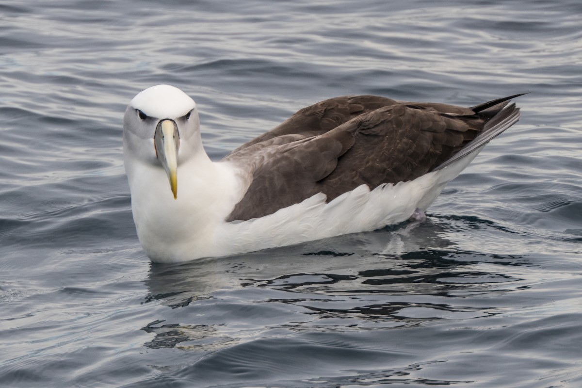 White-capped Albatross - ML618079895