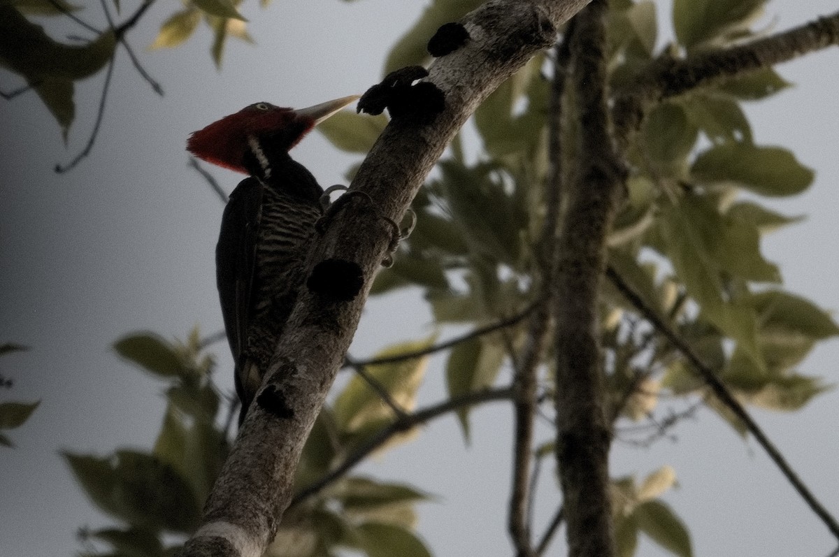 Pale-billed Woodpecker - Kevin Thompson