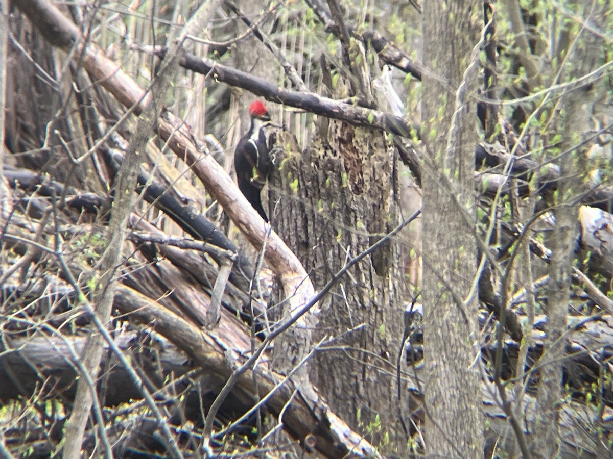 Pileated Woodpecker - ML618079908