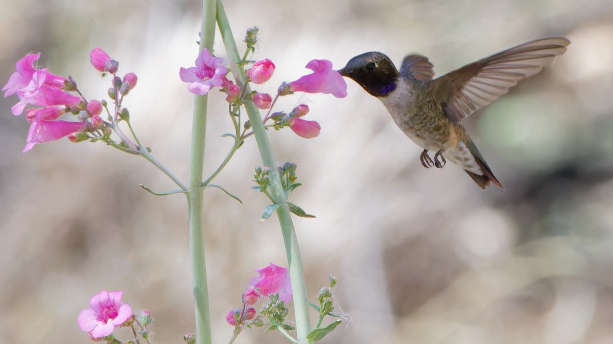Black-chinned Hummingbird - Bob Scheidt