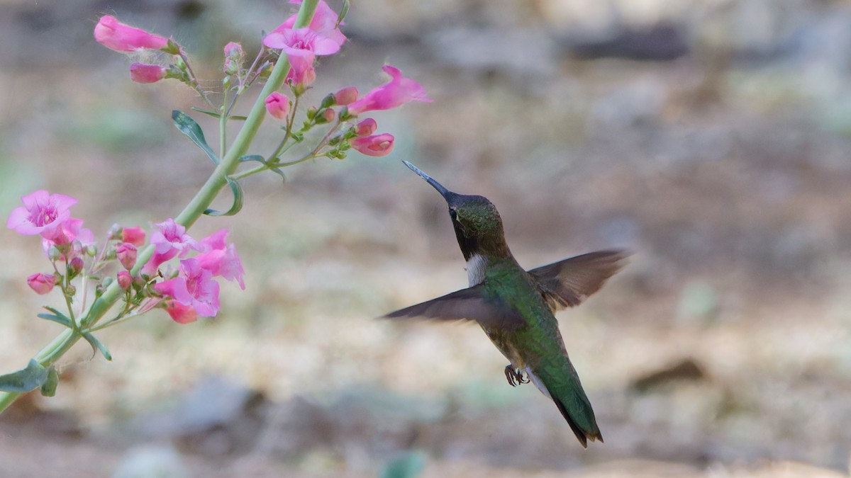 Black-chinned Hummingbird - Bob Scheidt