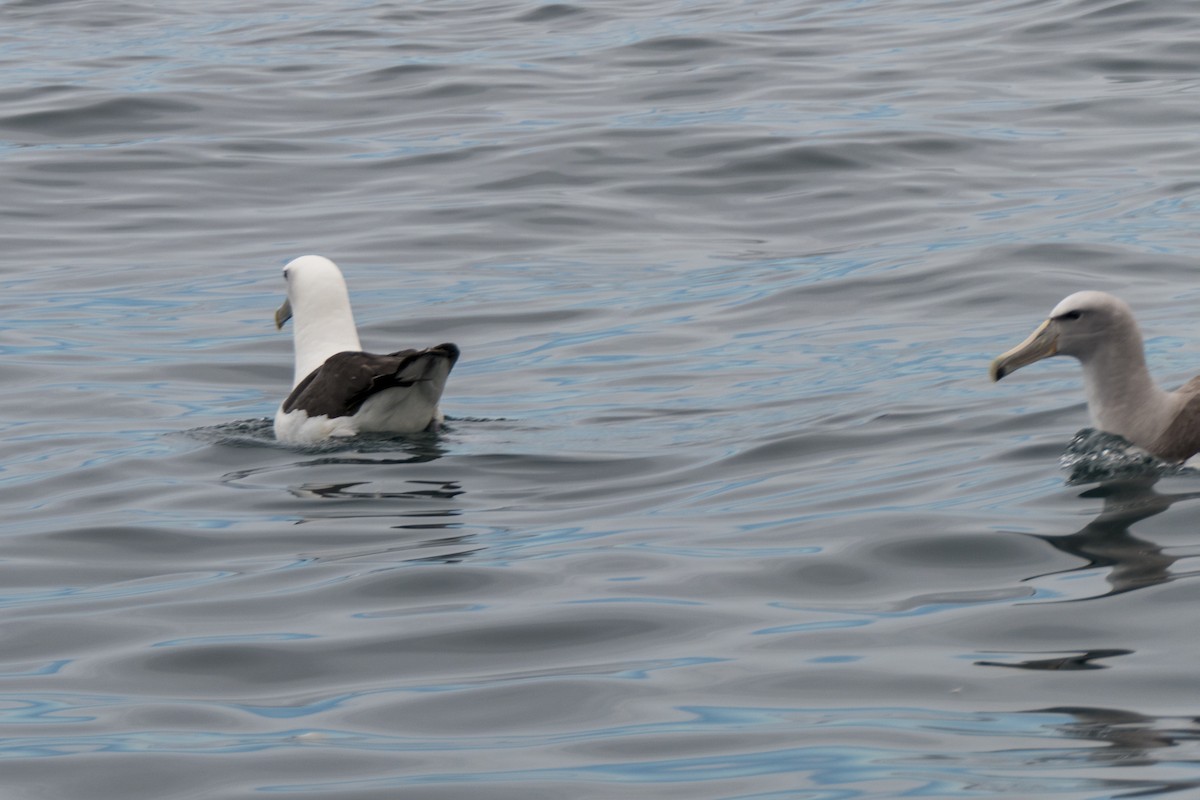 White-capped Albatross - Andrew Smith