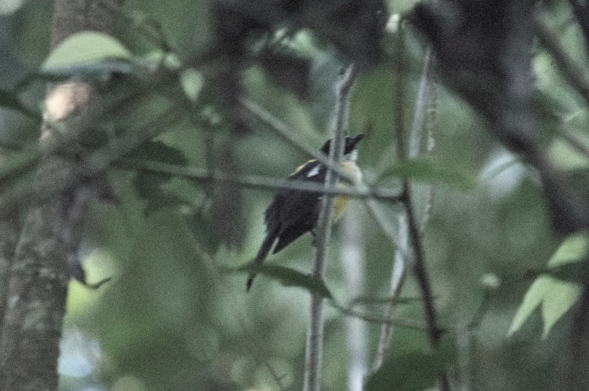 White-throated Shrike-Tanager - ML618079953