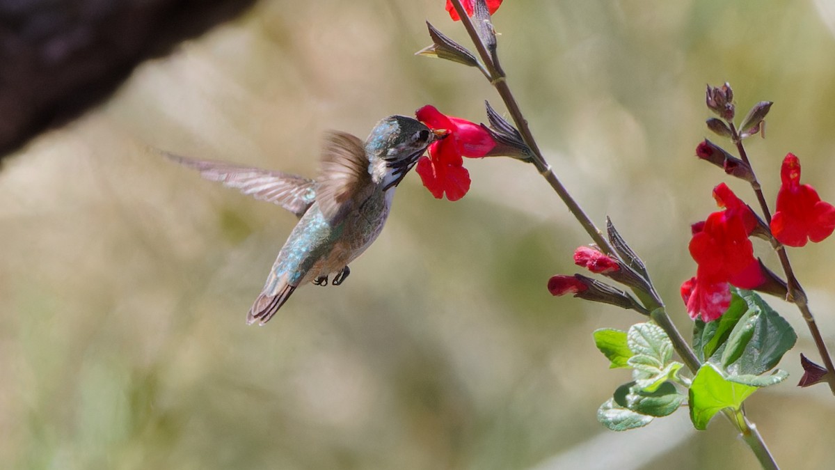 Calliope Hummingbird - ML618079981