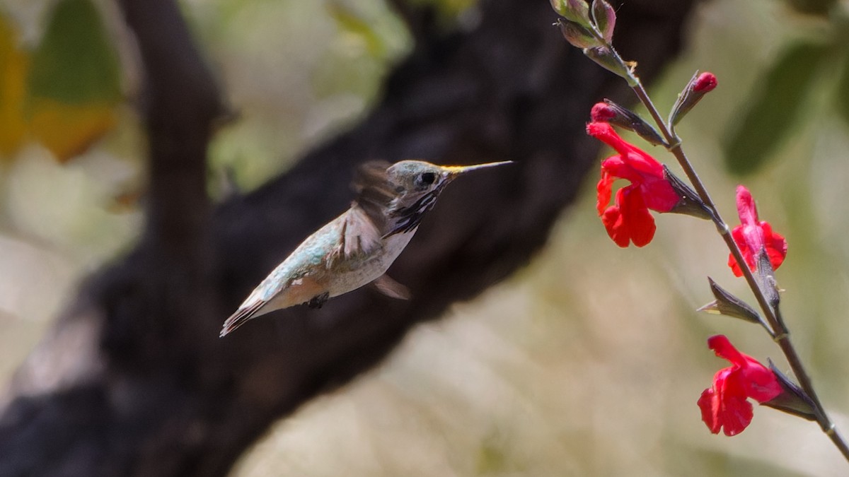 Calliope Hummingbird - ML618079984