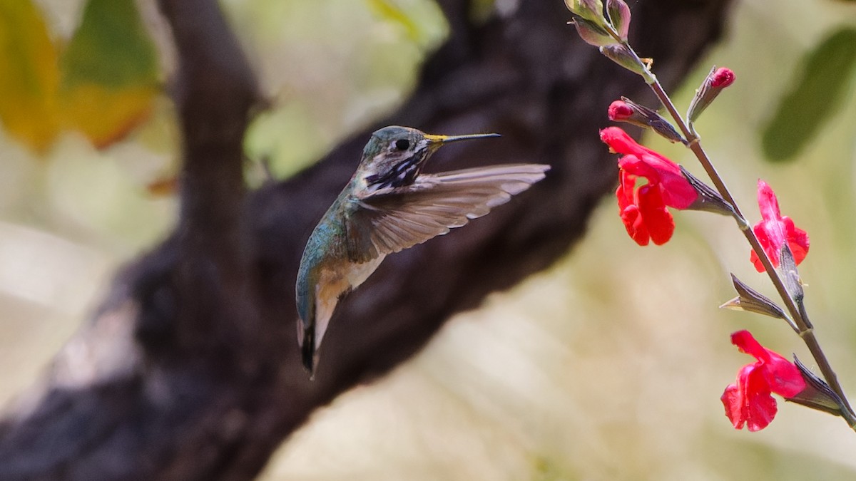 Calliope Hummingbird - ML618079988