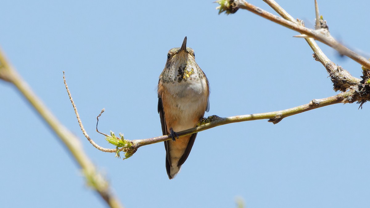 Rufous Hummingbird - Bob Scheidt