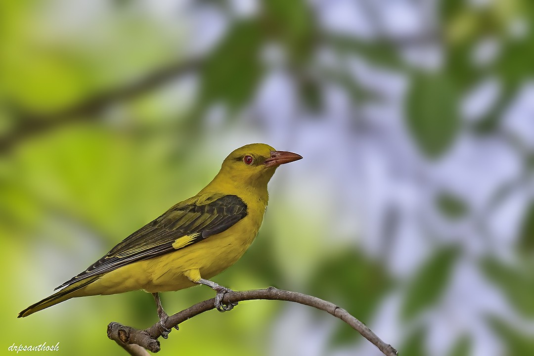 Indian Golden Oriole - ML618080007