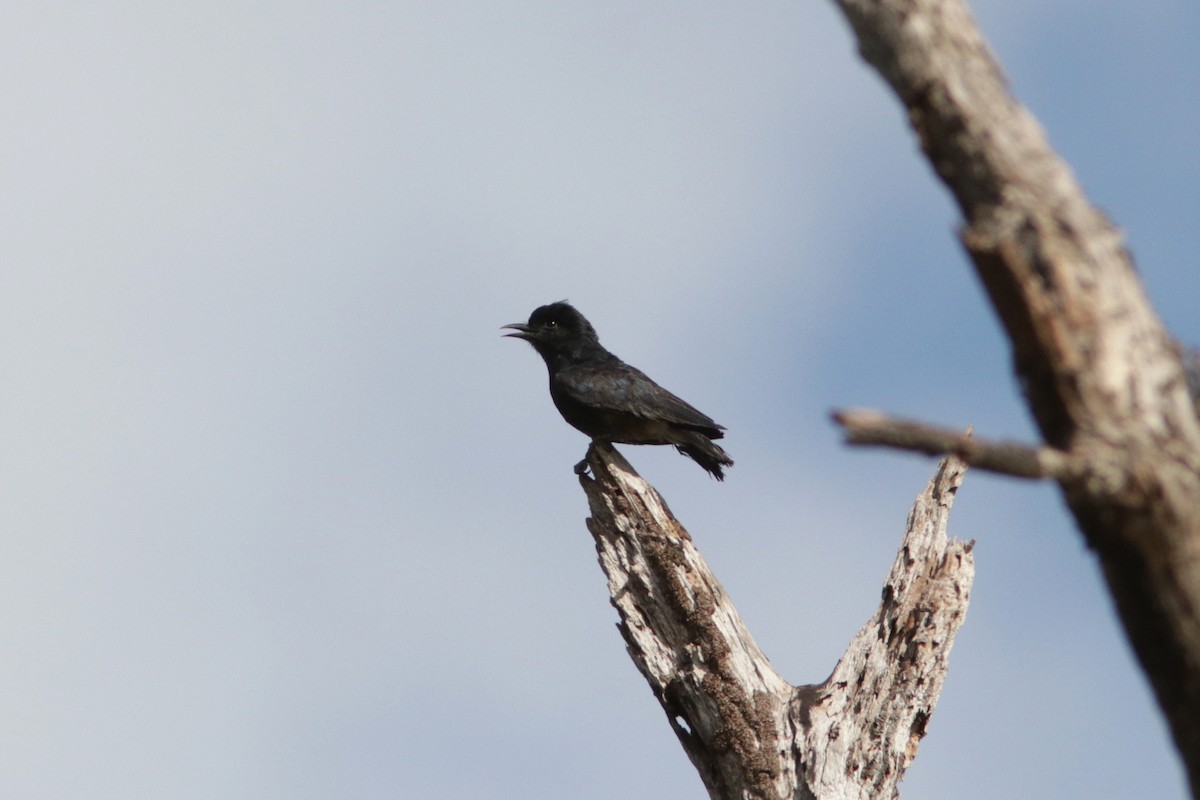 Swallow-winged Puffbird - Richard Dunn