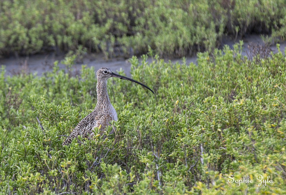 Long-billed Curlew - Anonymous