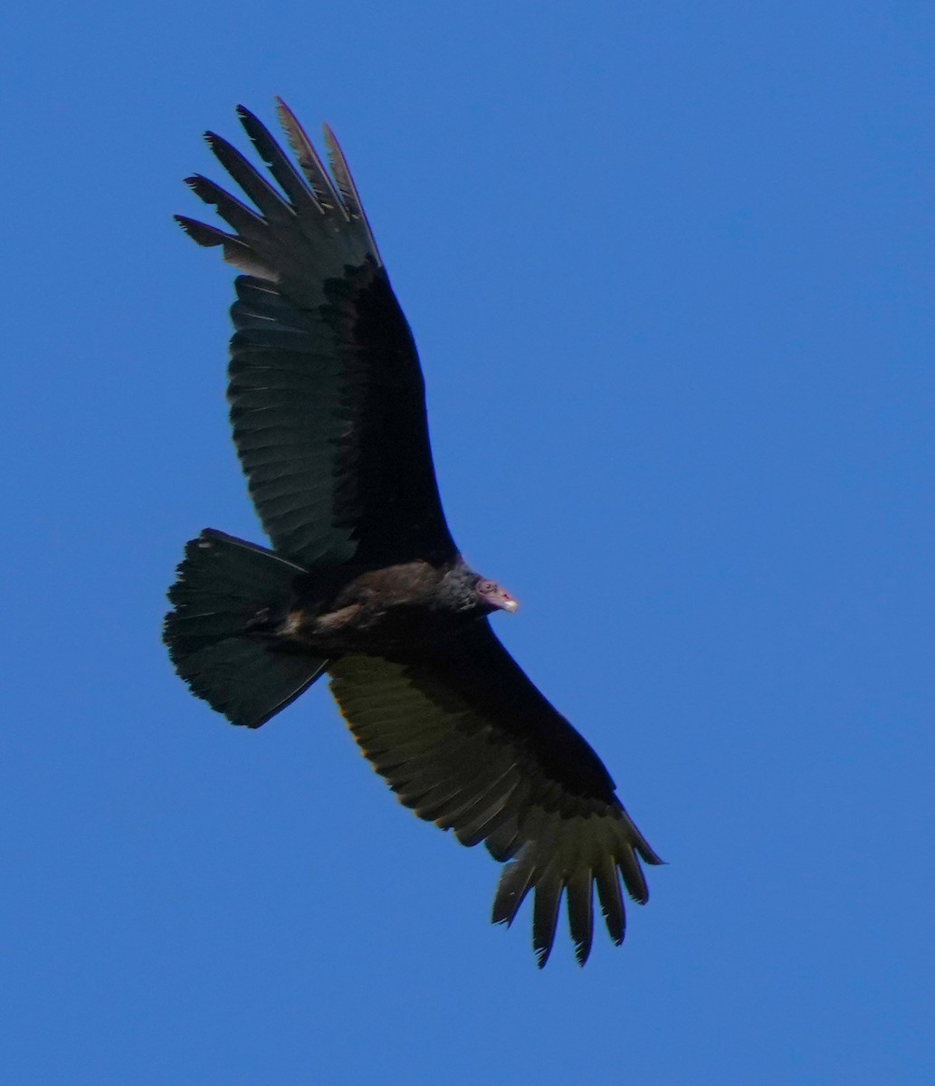 Turkey Vulture - Richard Block