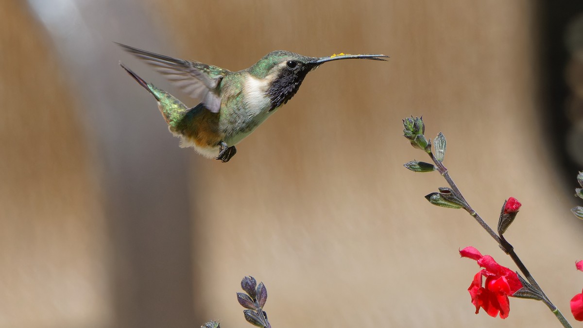Lucifer Hummingbird - Bob Scheidt