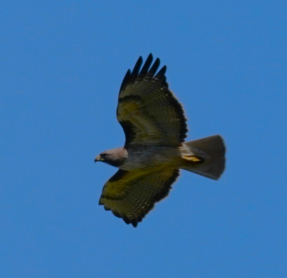 Red-tailed Hawk - ML618080084