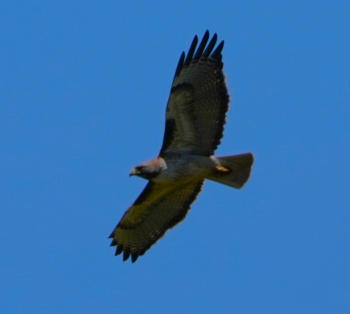 Red-tailed Hawk - ML618080085