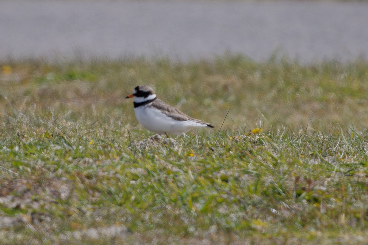 Common Ringed Plover - ML618080089