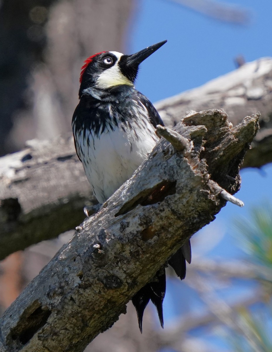 Acorn Woodpecker - ML618080113