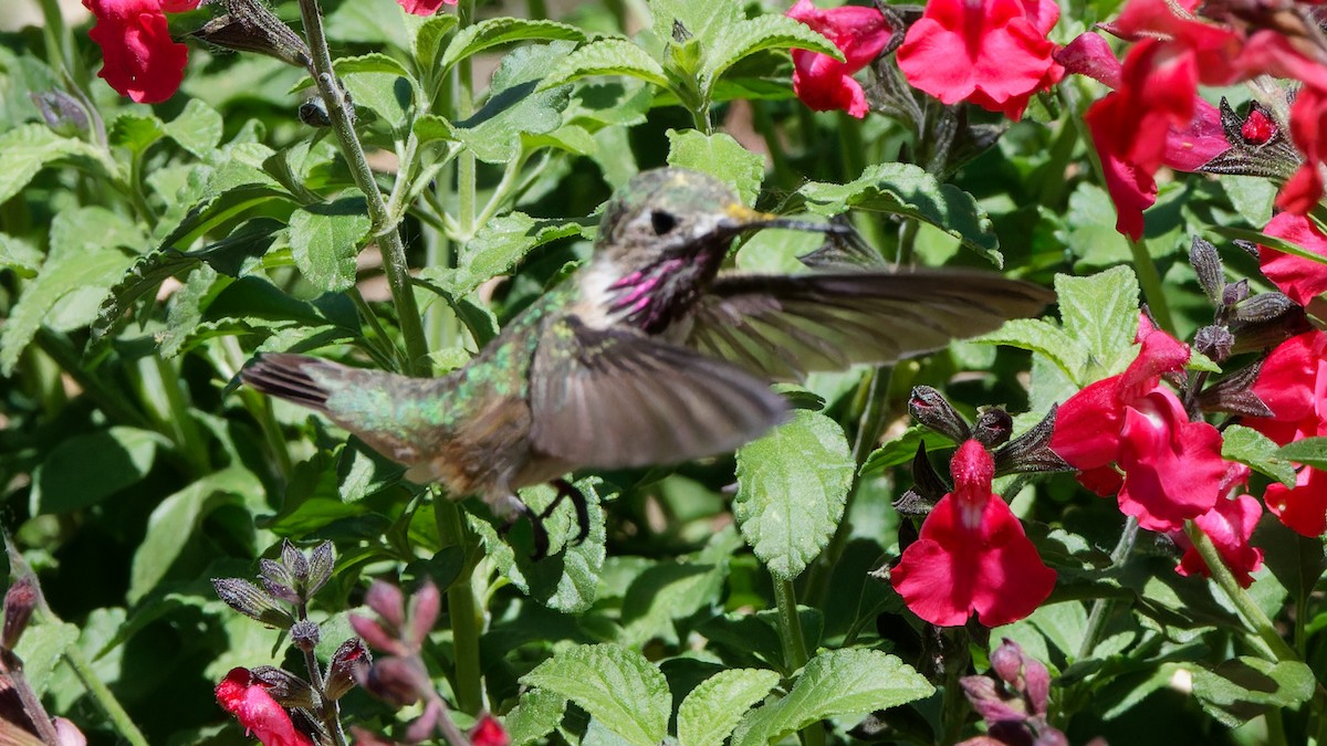 Calliope Hummingbird - ML618080121