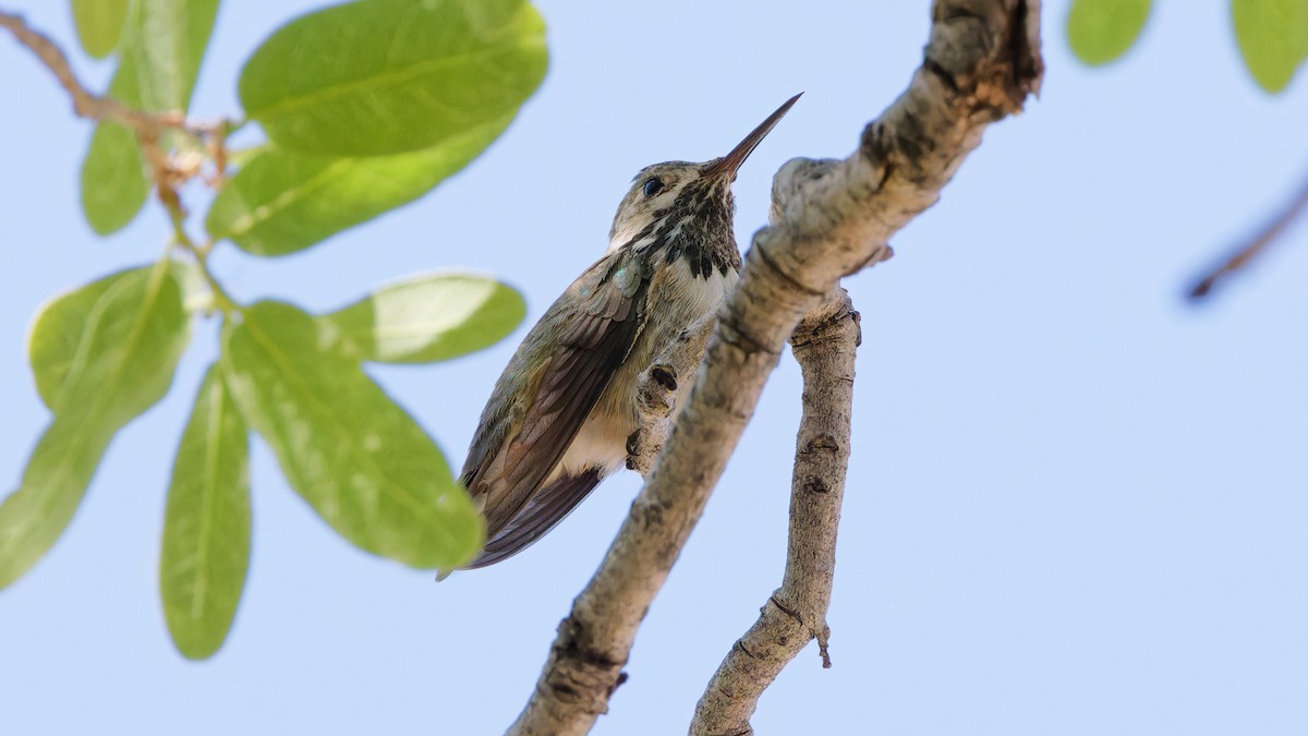 Calliope Hummingbird - ML618080123