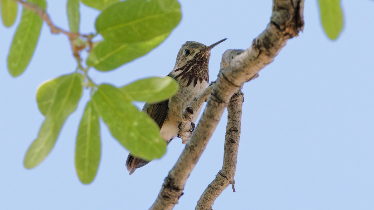 Calliope Hummingbird - ML618080124